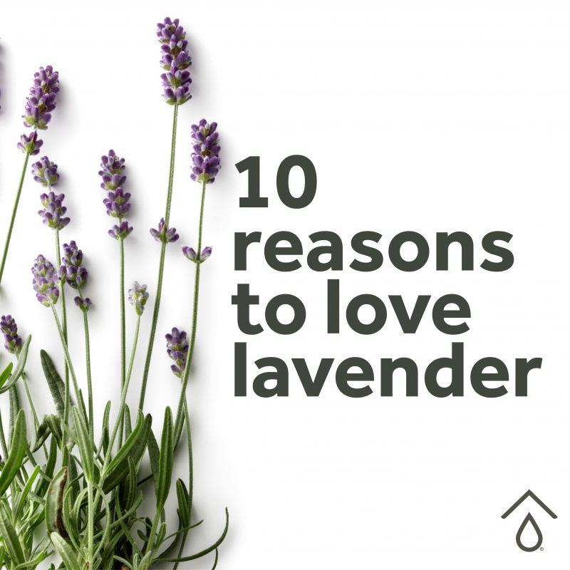 10 Reasons to Love Lavender Pure Haven